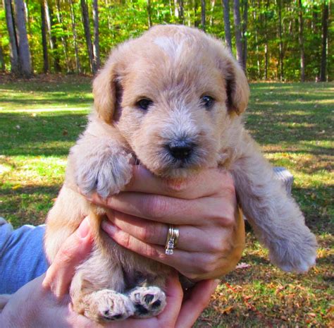 Growing Puppies - Virginia Schnoodle Breeder --Hypoallergenic Dogs: 4 weeks old Schnoodle ...