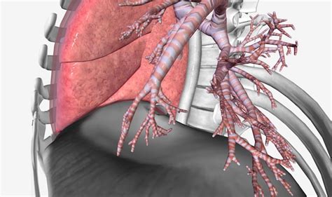 Premium Photo | Lower respiratory tract bronchi and lungs