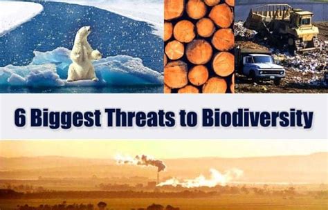 Threats to Biodiversity | 6 Major Loss of Biodiversity | BioExplorer