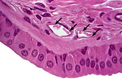 Slide 1 – Epithelial Tissues – BIOL 1594 Lab Review