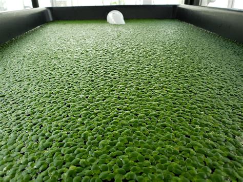 Duckweed | Planet Duckweed