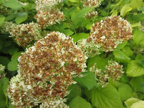 5 Reasons For Hydrangea Leaves Turning Brown | Horticulture