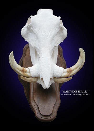 Wild Boar Skull Mount