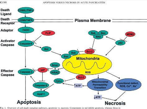 Figure 1 from Apoptosis versus necrosis in acute pancreatitis ...