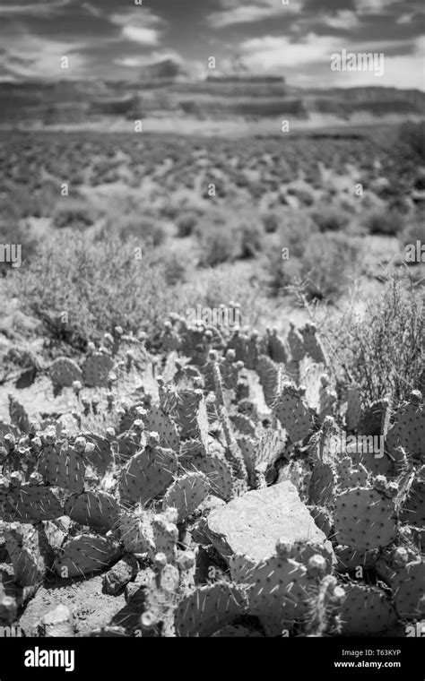 Black and White of cactus taken with a blurred background on the way to Plateau Point from ...