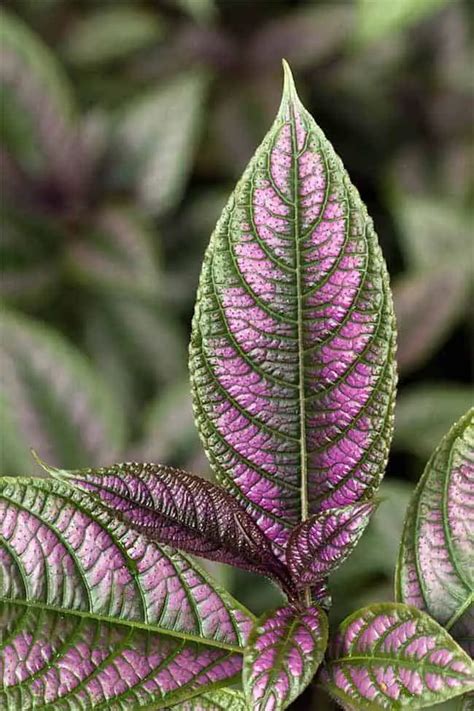 How To Grow And Take Care Of Persian Shield Plant | Gardenoid