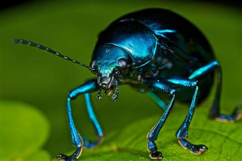 Iridescent blue beetle (Eumolpus sp.) | Beetle insect, Beetle, Blue beetle