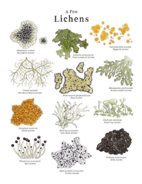 Lichens & Mosses Educational Art Print 8.5x11 and A4 Sized - Etsy ...