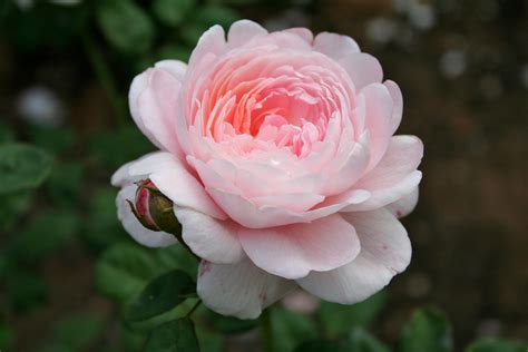 File:Pink rose 1.jpg - Wikimedia Commons