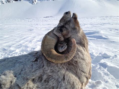 Snow Sheep | Hunting Experience