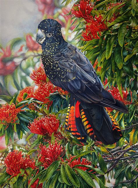 Red Tailed Black Cockatoo and Tree Waratah ~ Watercolour Natural ...