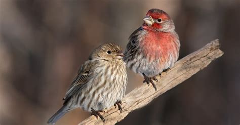 3 Things You Might Not Know About the House Finch | Lyric Wild Bird Food