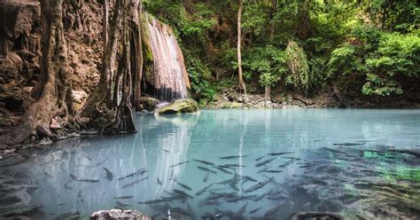 many fish are swimming in the water near some rocks and trees, with a waterfall behind them