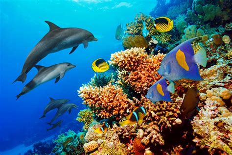 20 Coral Reef Facts You Need to Know | Fact Retriever