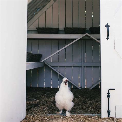 Silkie Chickens: Everything You Need to Know