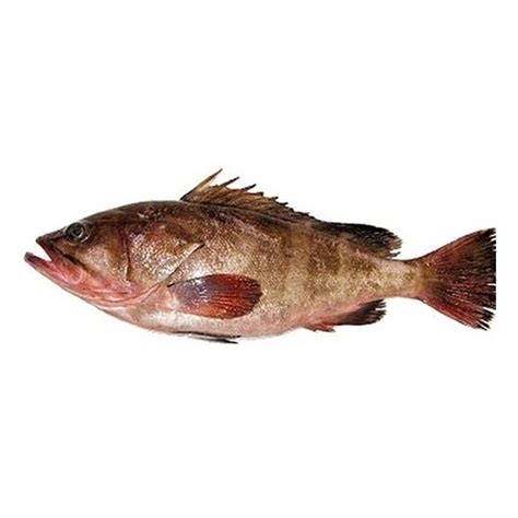 cococa Hamour Fish 1kg | Cococa E-Commerce Private Limited | Buy online | Buy cococa, Fish online