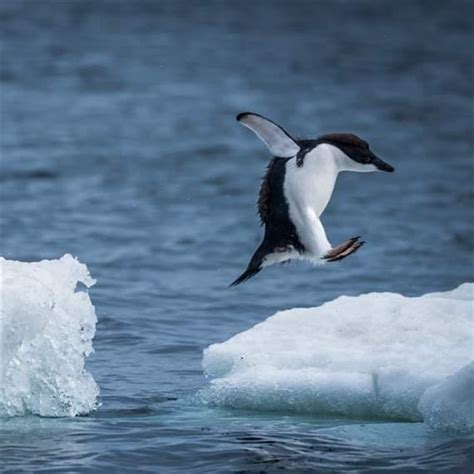 Why CCAMLR Should Safeguard More Penguin Habitat in Antarctica