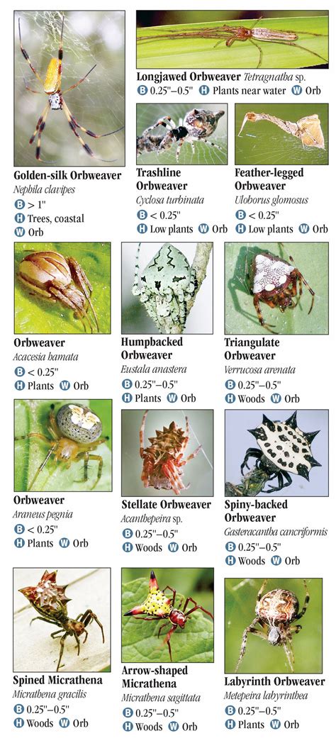 Spiders of Georgia – Quick Reference Publishing Retail