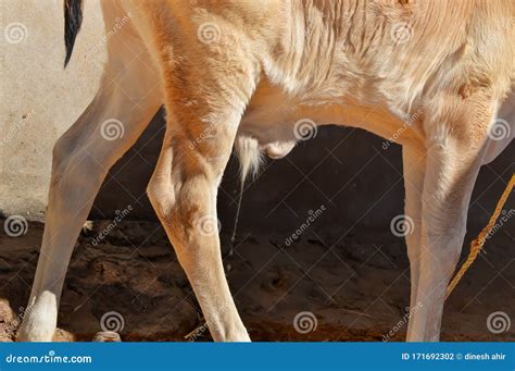 Cow Calf Urine,cow Calf Leg,cow Cattle Urine,govmutra Stock Photo - Image of bovine, rural ...