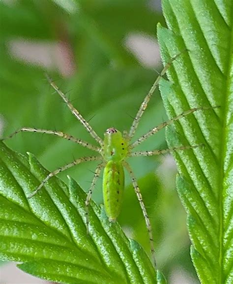 Peucetia viridans (Green Lynx Spider) in Nauvoo, Alabama United States