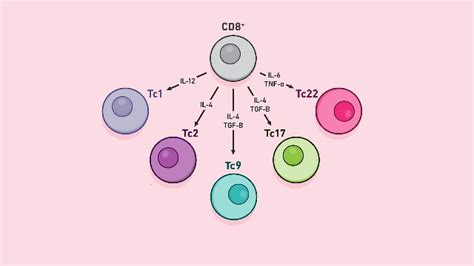 CD8+ T Cells | Technology Networks