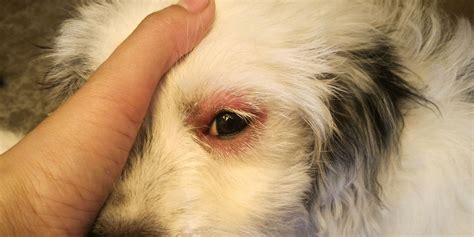 How to cure Conjunctivitis In Dogs - Just Loving My Dogs