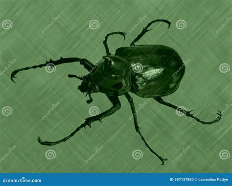 Chalcosoma Atlas Stock Illustrations – 9 Chalcosoma Atlas Stock Illustrations, Vectors & Clipart ...