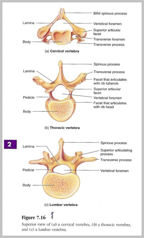 vertebrae labeled | Anatomy System - Human Body Anatomy diagram and chart images