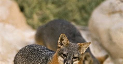 Friends of the Island Fox: Endangered Island Foxes Stabilizing But Need ...