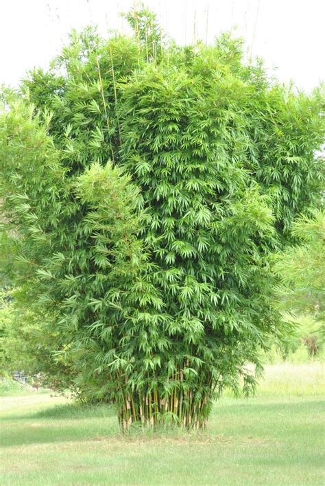 Graceful Bamboo (Bambusa textilis ‘Gracilis’)