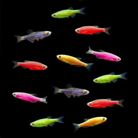 GloFish® Danios (assorted colors) – Tank Life Plus