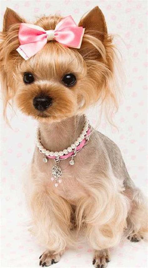 The top 25 Ideas About Female Yorkie Haircuts - Home, Family, Style and Art Ideas