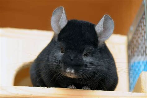 What Colors Do Chinchillas Come In? (Plus Pricing And More)