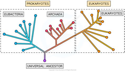 CIE A Level Biology复习笔记18.1.2 The Three Domains: Archaea, Bacteria & Eukarya-翰林国际教育