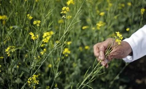 Mustard Farming: Popular Varieties, Land Preparation, Sowing, Weed Control, Irrigation ...