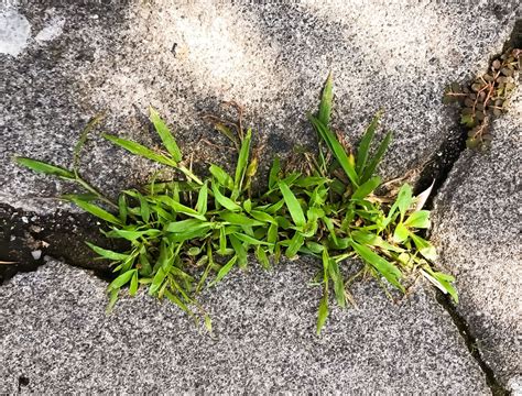 Top Crabgrass Control Methods to Start in February