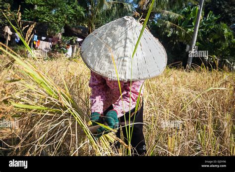 Harvest time in Cambodia, Asia. Rice field Stock Photo - Alamy