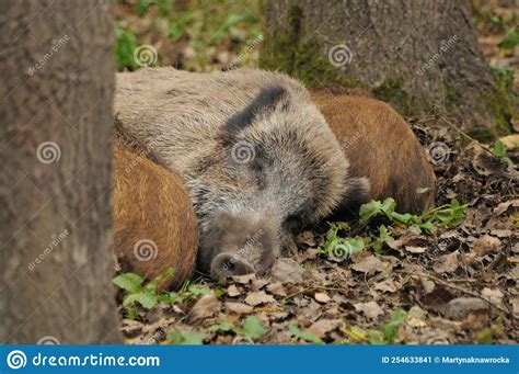 Wild Boar Sleeping in the Forest Stock Image - Image of atumn, young: 254633841