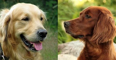 Golden Retriever vs. Irish Setter: 15 Differences To Help You Choose – Golden Hearts