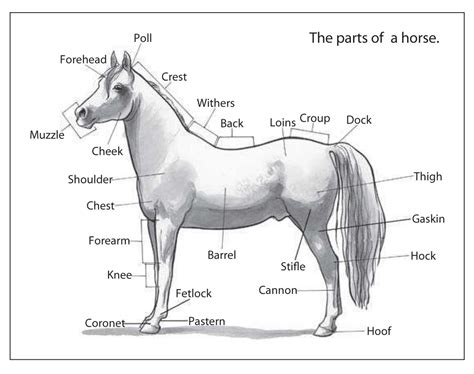 Horses, riding, breeding & more: The parts of a horse