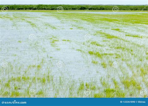 Rice paddies stock photo. Image of cultivate, asian - 122261890