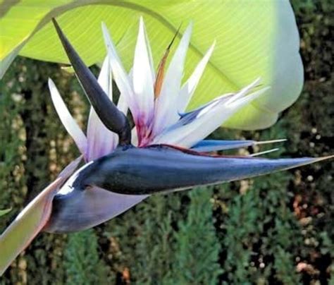 White Bird of Paradise Strelitzia Nicolai Seeds X 3. Produces | Etsy