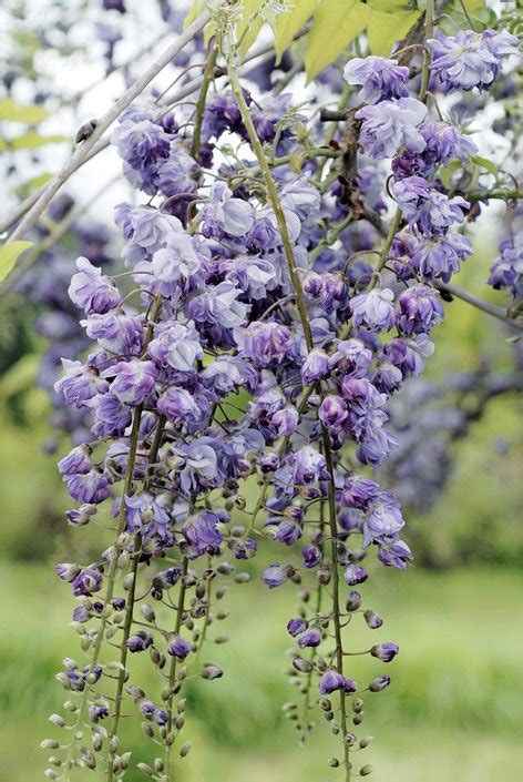 How to Grow Wisteria | Garden Design