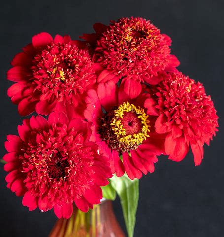 Sanguinea Cupcake Zinnia Seeds – West Coast Seeds