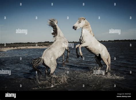 Horse Fight Stock Photo, Royalty Free Image: 133584009 - Alamy