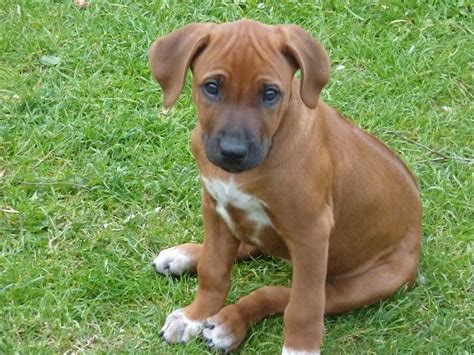 Rhodesian Ridgeback Puppies - Puppy Dog Gallery