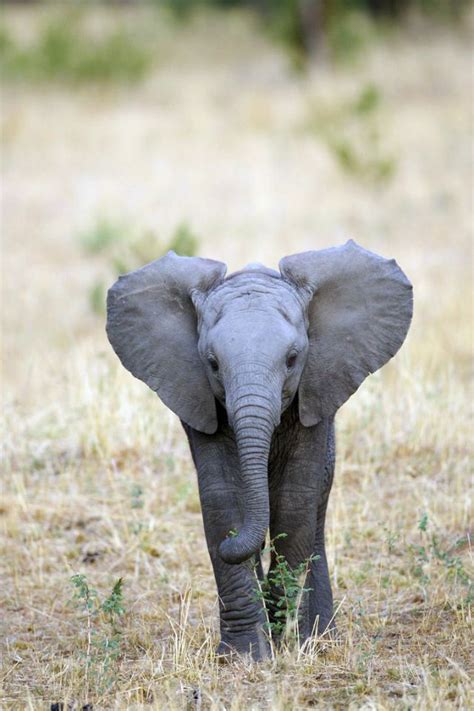 Elephant calf | Olifanten, Dieren, Zoogdieren