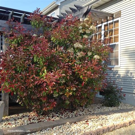 Red Tip Photinia is one of my favorite evergreens! | Jardins, Plante, Chalet