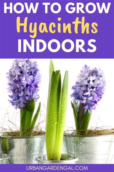 How To Grow Hyacinth Flowers Indoors | Hyacinth flowers, Indoor flowers ...