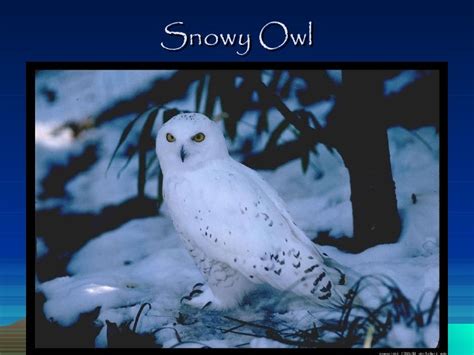 Snowy Owl Diet Facts And Statistics - doubletoday